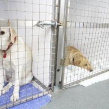 Flooring For Kennels thumbnail